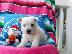 PoulaTo: West Highland White Terrier